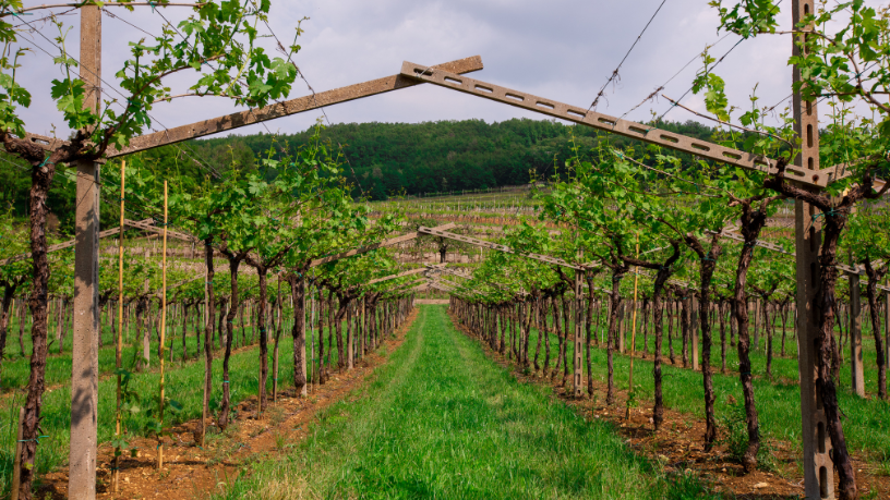 Descubra con Alberto Toshio Murakami cómo planificar su presupuesto y manejar el cambio y los costos al viajar a Japón e Italia.